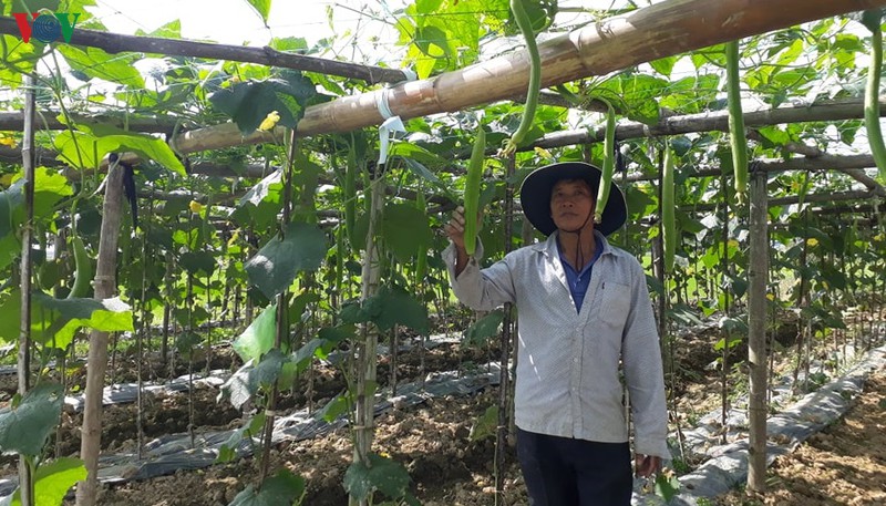 rau xanh rot gia, nong dan quang nam gap nhieu kho khan hinh 1