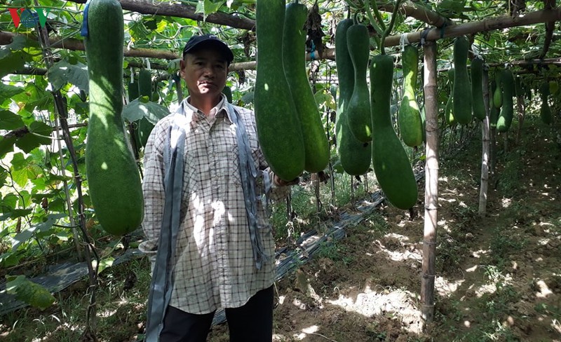 rau xanh rot gia, nong dan quang nam gap nhieu kho khan hinh 2