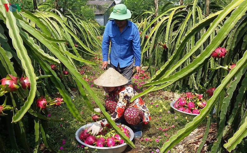 thu mua thanh long cao hon gia thi truong de go kho cho ba con hinh 1