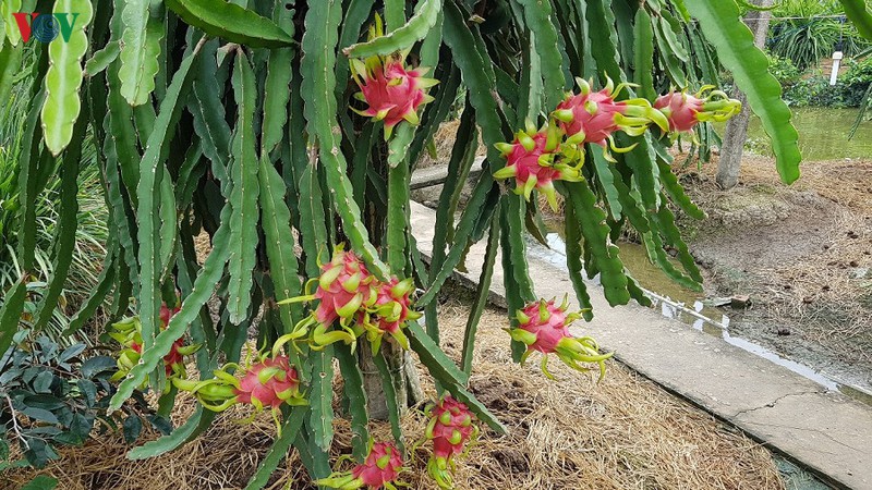 long an giai cuu trai thanh long bi anh huong dich benh do virus corona hinh 1