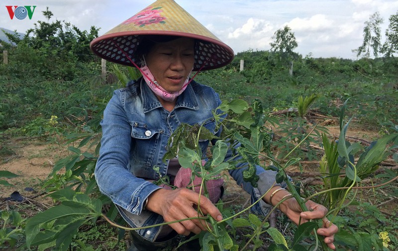 xuong giong "voi" vung san nhiem benh, nong dan nguy co thiet hai nang hinh 2