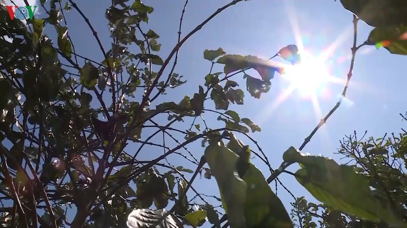 nhieu cong trinh thuy loi het nuoc, hang nghin ha cay trong mat trang hinh 5