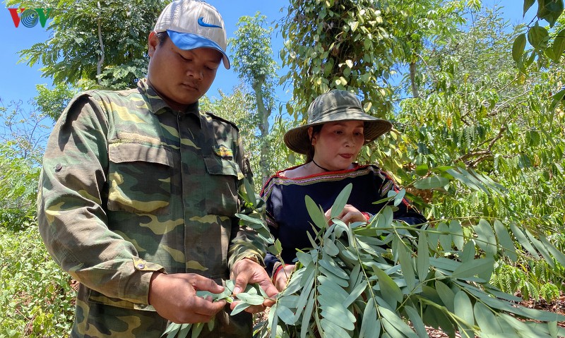 kiem tien trieu moi ngay nho dac san "tom rung" tay nguyen hinh 1