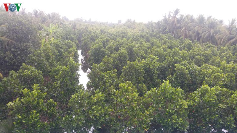 mua trai mua "tiep nuoc" cho hang chuc nghin ha vuon cay dac san hinh 2