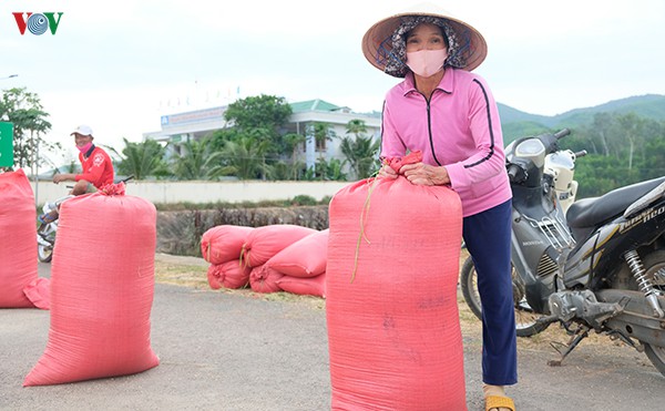 binh dinh trung vu lua dong xuan hinh 2