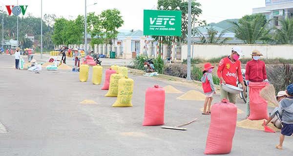 binh dinh trung vu lua dong xuan hinh 3