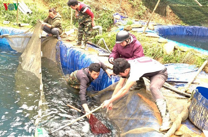 lao cai khan truong tim dau ra cho 250 tan ca hoi vung cao hinh 2