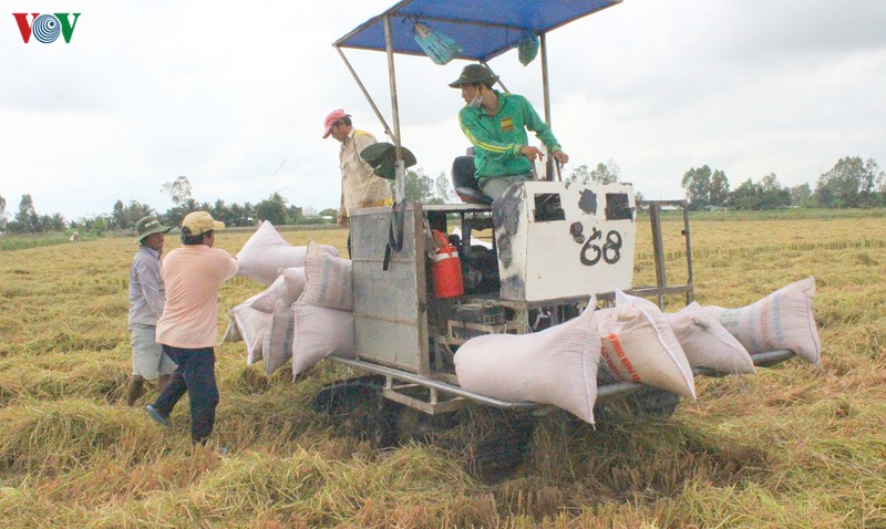 giai phap nao de go kho cho doanh nghiep xuat khau gao hinh 1