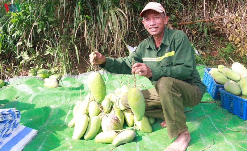 lo xoai thuan chau dau tien xuat khau sang trung quoc hinh 2