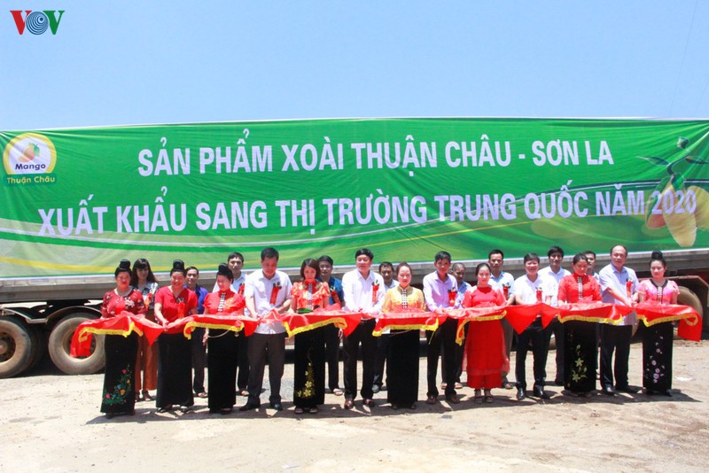 lo xoai thuan chau dau tien xuat khau sang trung quoc hinh 1