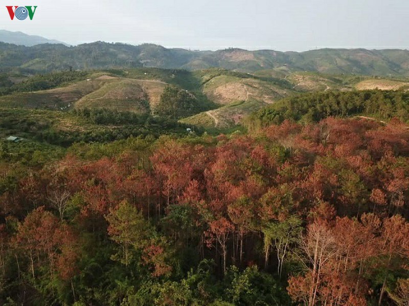 dau doc 10ha rung thong, hon 32 nam tu cho 7 bi cao hinh 1