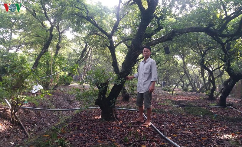 han man gay gat, nha vuon trong hong xiem van boi thu hinh 1