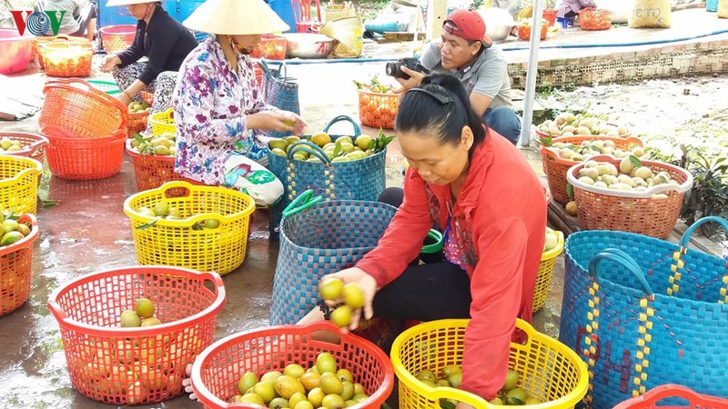 han man gay gat, nha vuon trong hong xiem van boi thu hinh 3