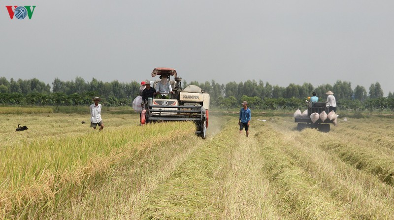 vu lua he thu duoc mua, duoc gia, nong dan hau giang phan khoi hinh 1