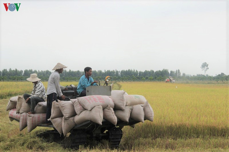 vu lua he thu duoc mua, duoc gia, nong dan hau giang phan khoi hinh 2
