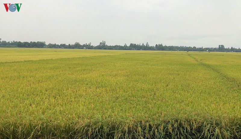 vu lua he thu duoc mua, duoc gia, nong dan hau giang phan khoi hinh 3