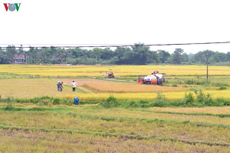 lam ro dau hieu canh tranh khong lanh manh trong viec gat lua thue hinh 1
