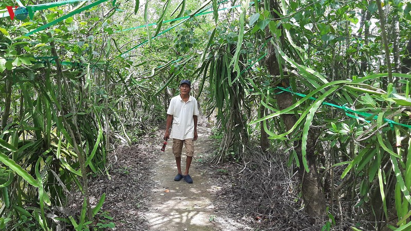 mo hinh "thanh long om goc mam" co mot khong hai cua lao nong ca mau hinh 3