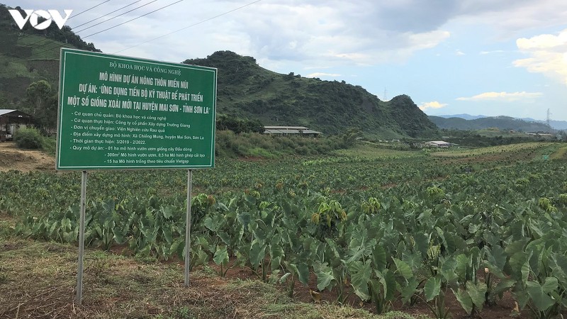 dat nui son la hoa "vang" nho cong nghe hinh 1