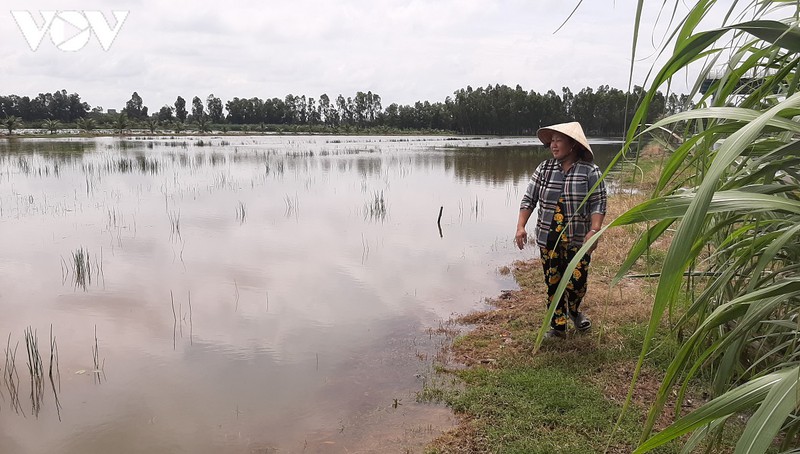nong dan ca mau nguy co trang tay do dat lua nhiem man hinh 1