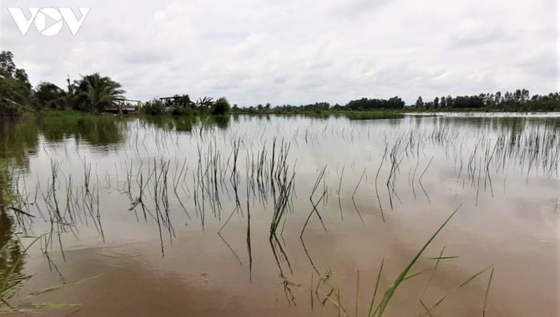 nong dan ca mau nguy co trang tay do dat lua nhiem man hinh 2