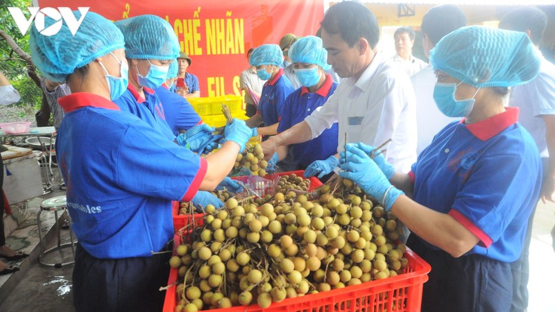 nhan long tim duong xuat khau qua thuong mai dien tu thoi covid-19 hinh 2