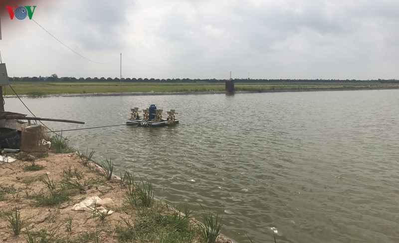 lam giau tu mo hinh nuoi ca trong ao ban noi hinh 1