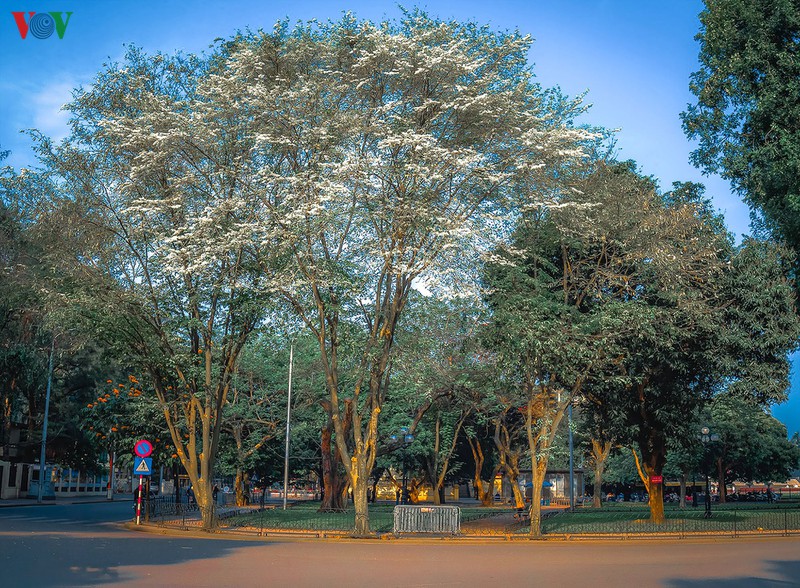 ngam hoa sua no trang tinh khoi tren duong pho ha noi  hinh 1