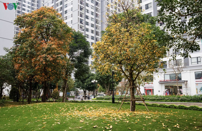 ngam ha noi dep lang man vao mua cay thay la hinh 1