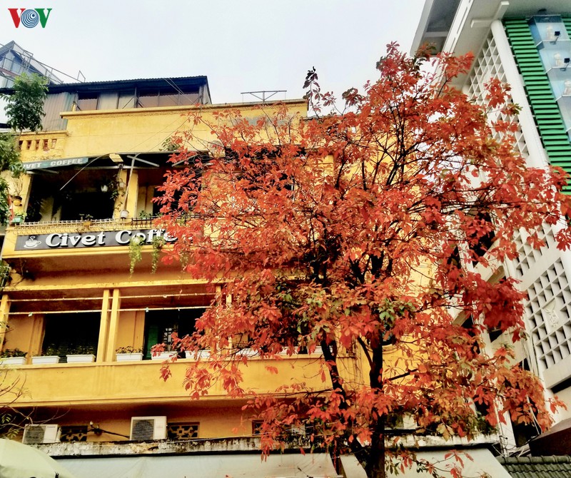 ngam ha noi dep lang man vao mua cay thay la hinh 10