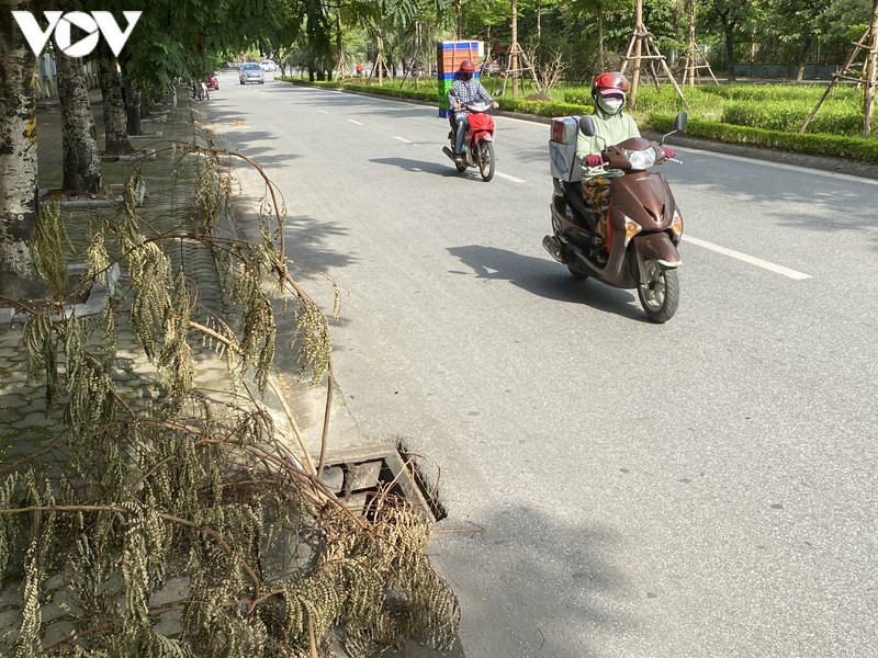 ha noi: hang loat ong cong, ho ga mat nap, "bay" nguoi dan tai pho tan my hinh 1