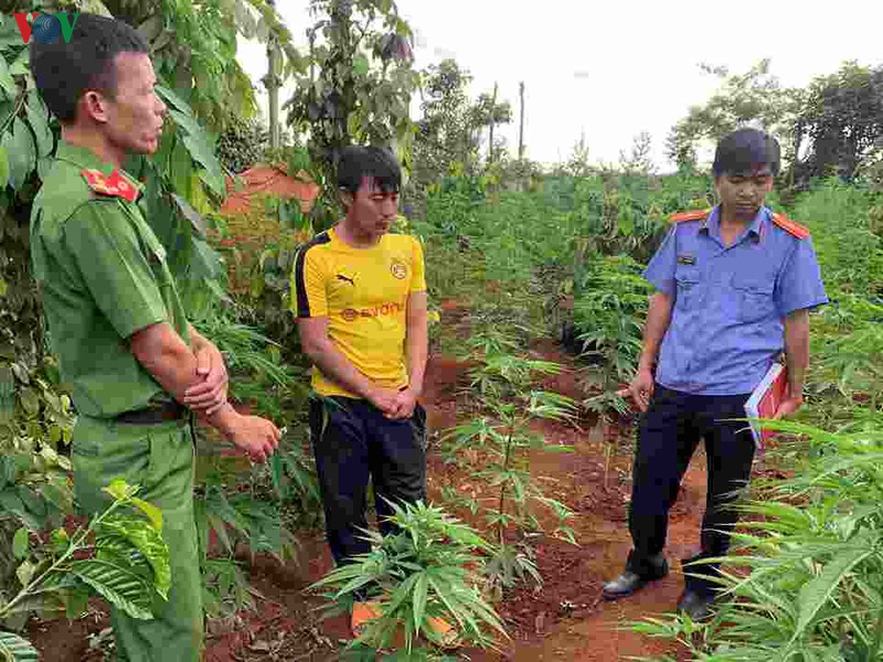trong can sa trai phep tren ray vang, cap anh em song sinh bi xu ly hinh 2