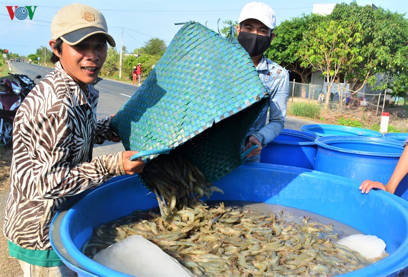 ca mau tim dau ra cho khoang 19.000 tan tom dang ton dong hinh 1