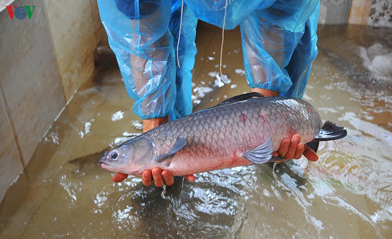 ca lang dai hoang trang dem kho ca phuc vu thi truong tet hinh 2