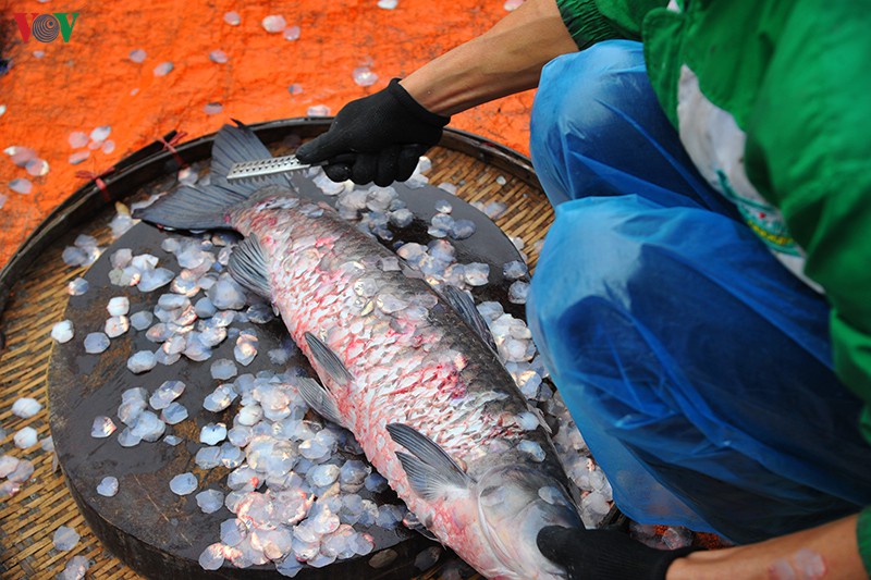 ca lang dai hoang trang dem kho ca phuc vu thi truong tet hinh 3