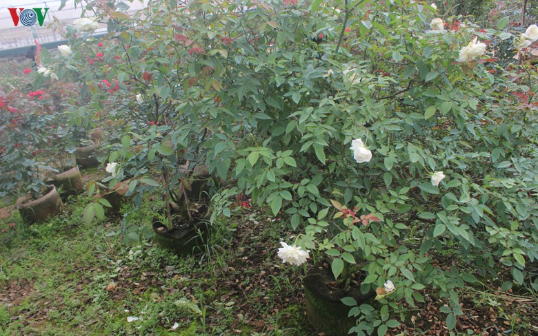vuon hong co tien ty cua "lao nong" o xuan quan dang vao vu tet hinh 8