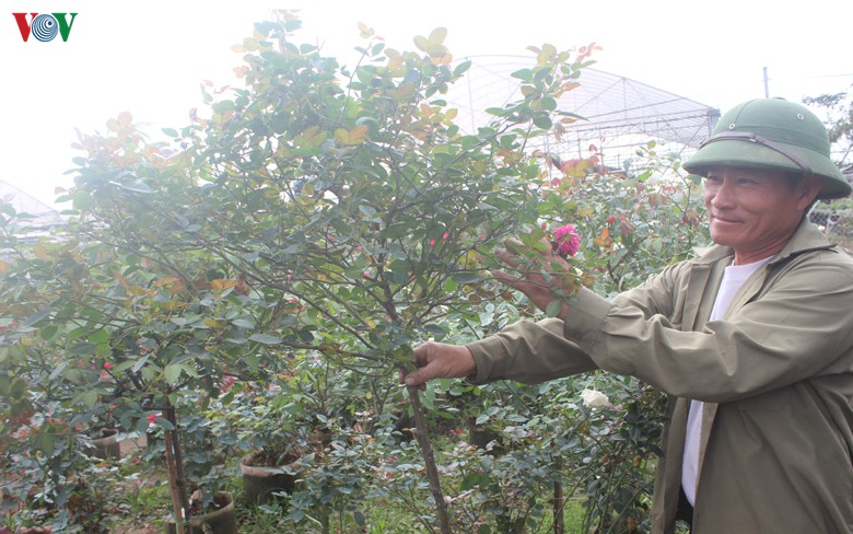 vuon hong co tien ty cua "lao nong" o xuan quan dang vao vu tet hinh 11