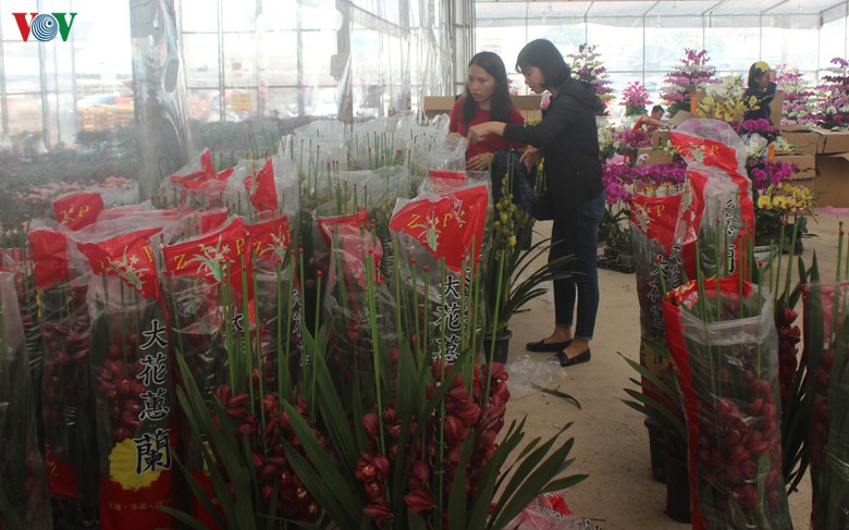 nhung loai hoa, cay canh "khuynh dao" thi truong tet canh ty 2020 hinh 8