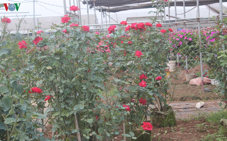 nhung loai hoa, cay canh "khuynh dao" thi truong tet canh ty 2020 hinh 10