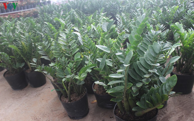 nhung loai hoa, cay canh "khuynh dao" thi truong tet canh ty 2020 hinh 12