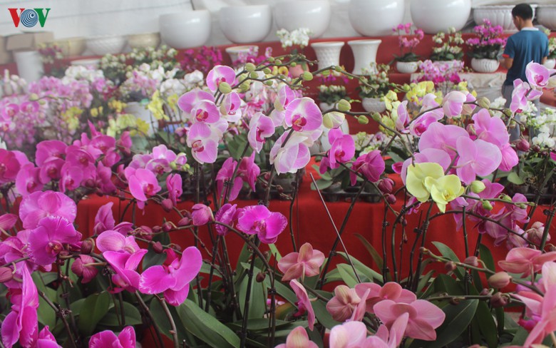 nhung loai hoa, cay canh "khuynh dao" thi truong tet canh ty 2020 hinh 9