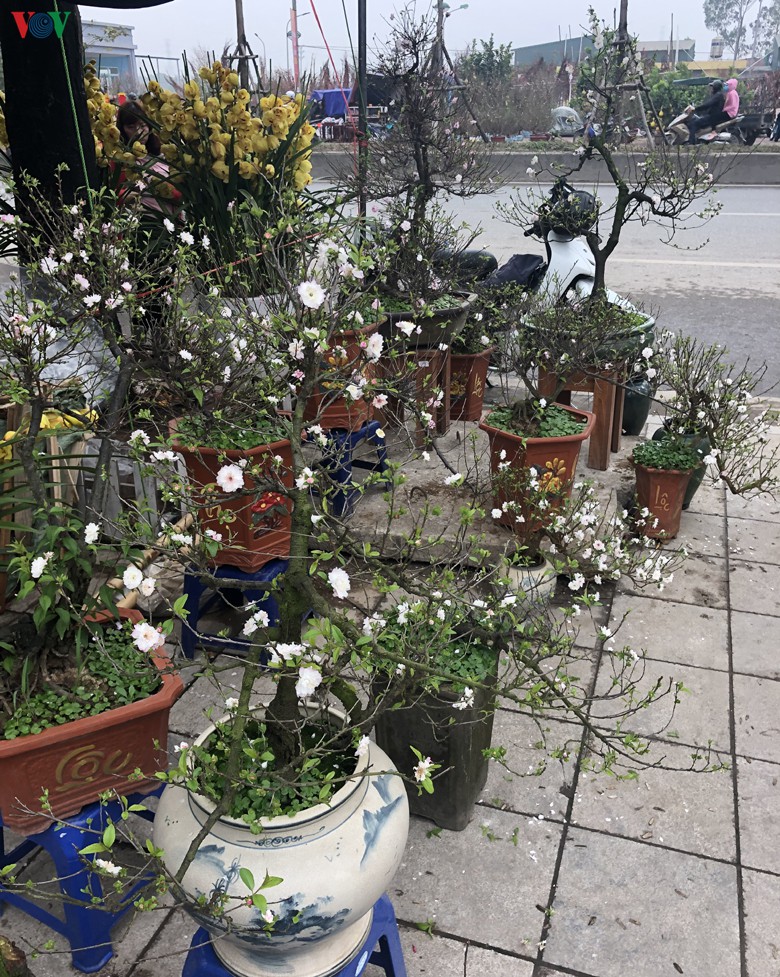 nhat chi mai gia tien trieu van hut khach dip tet hinh 7