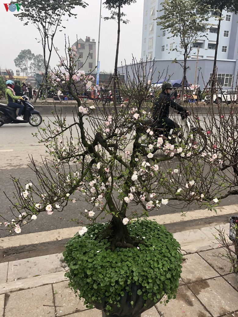 nhat chi mai gia tien trieu van hut khach dip tet hinh 9