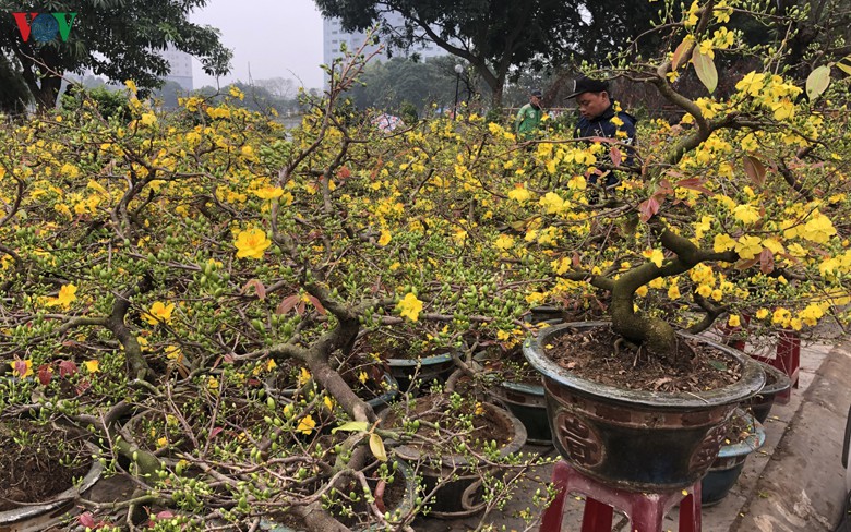 dan buon "sot ruot" vi mai vang no ruc ma khach chua mua nhieu hinh 2