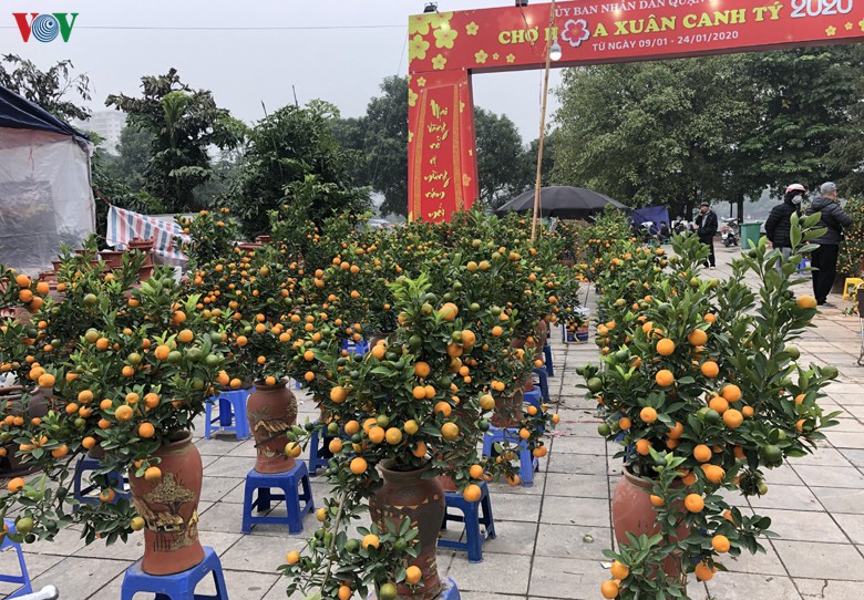 quat canh mini "chay hang" tai cho tet o ha noi hinh 8