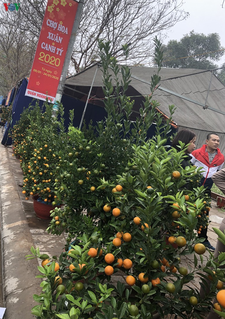 quat canh mini "chay hang" tai cho tet o ha noi hinh 9