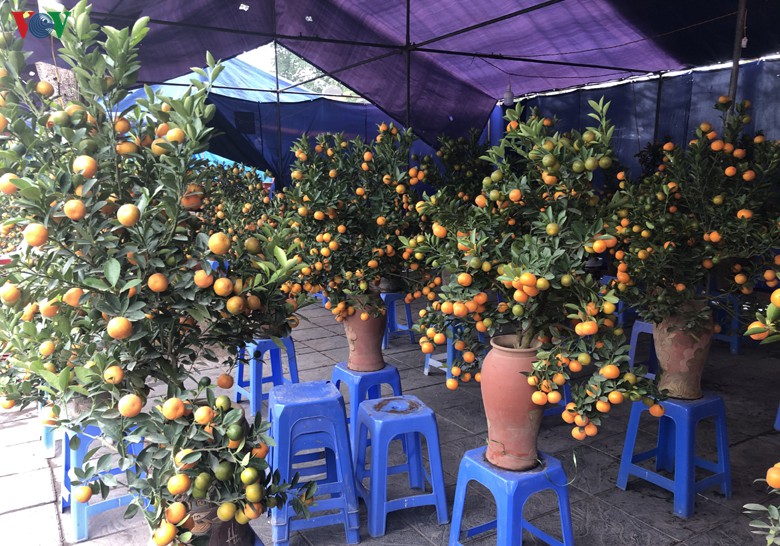 quat canh mini "chay hang" tai cho tet o ha noi hinh 13
