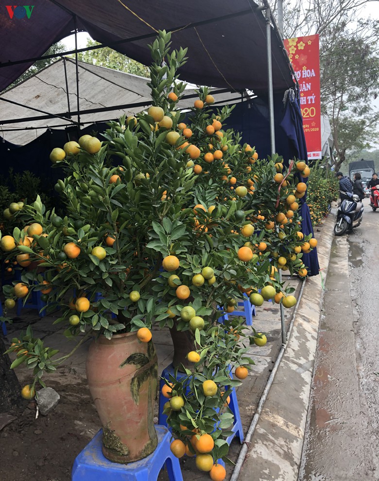 quat canh mini "chay hang" tai cho tet o ha noi hinh 14
