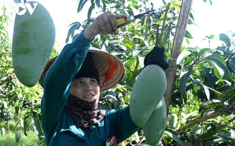hoi cho thuong mai nong san vung tay bac - son la se dien ra vao 28/8 hinh 1