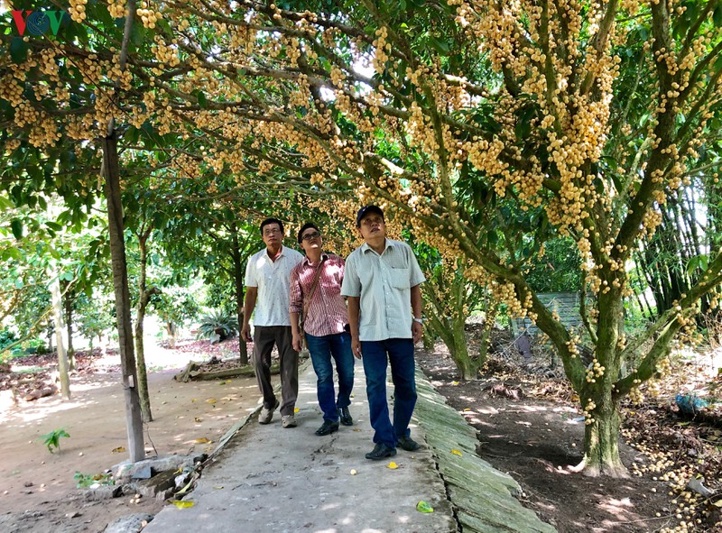 ve mien tay giua mua dau chin hinh 15